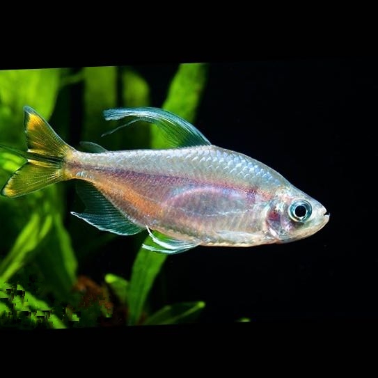 Alest.caudalis   Gele kongozalm ML